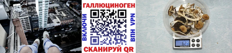 Псилоцибиновые грибы Psilocybine cubensis Светогорск