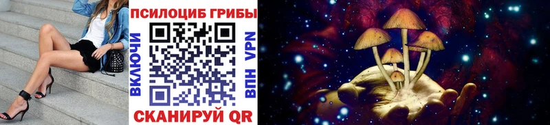 как найти закладки  Светогорск  Псилоцибиновые грибы Cubensis 
